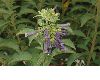 image of Iochroma cyaneum