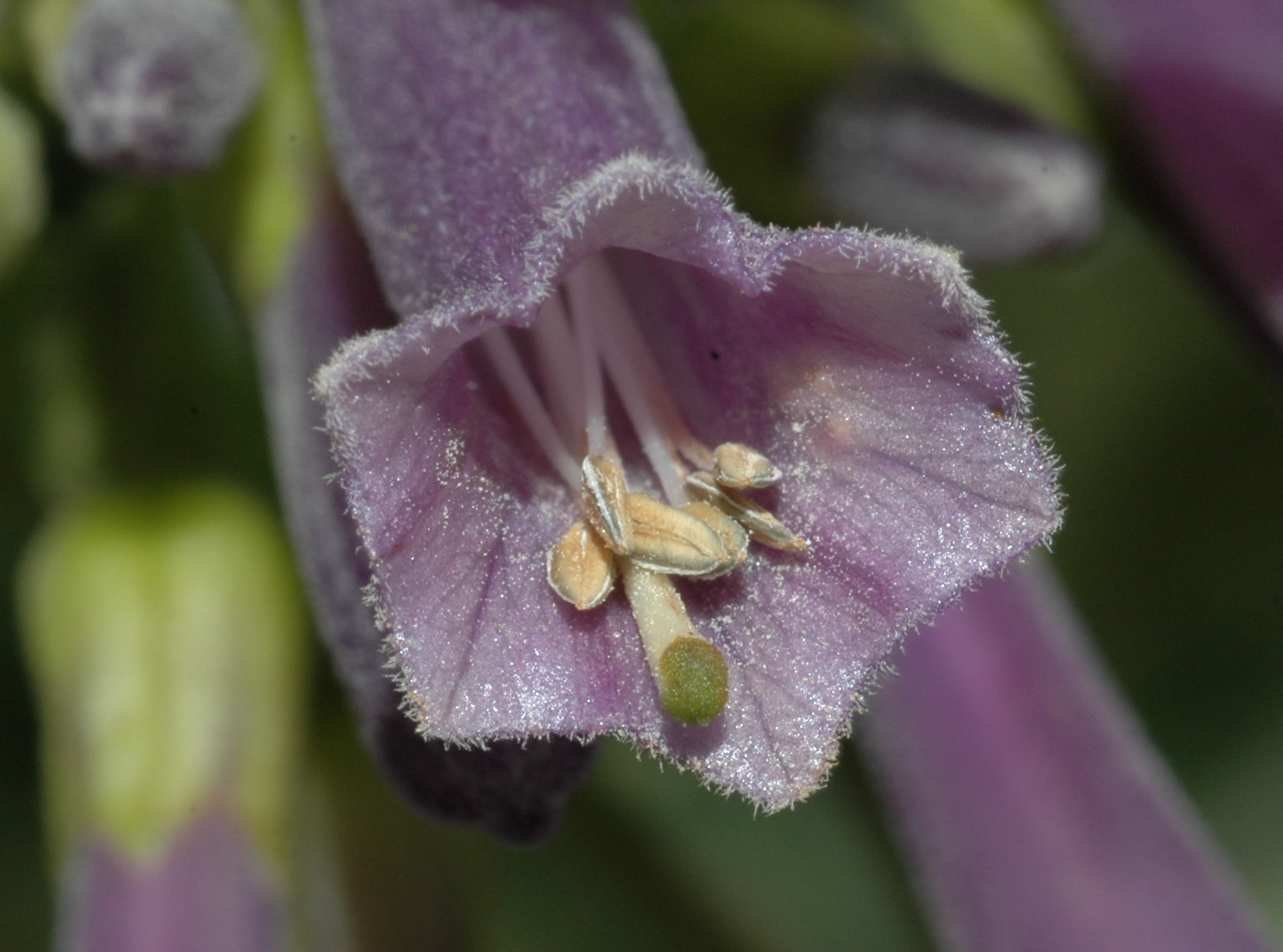 Solanaceae Iochroma cyaneum