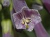 image of Iochroma cyaneum