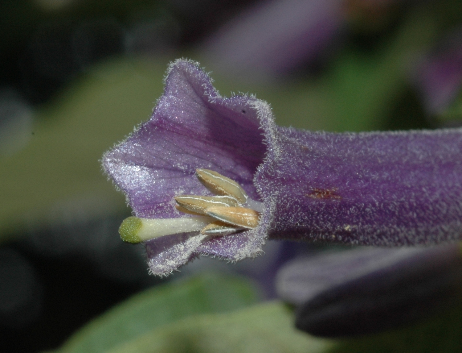 Solanaceae Iochroma cyaneum