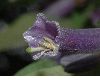 image of Iochroma cyaneum