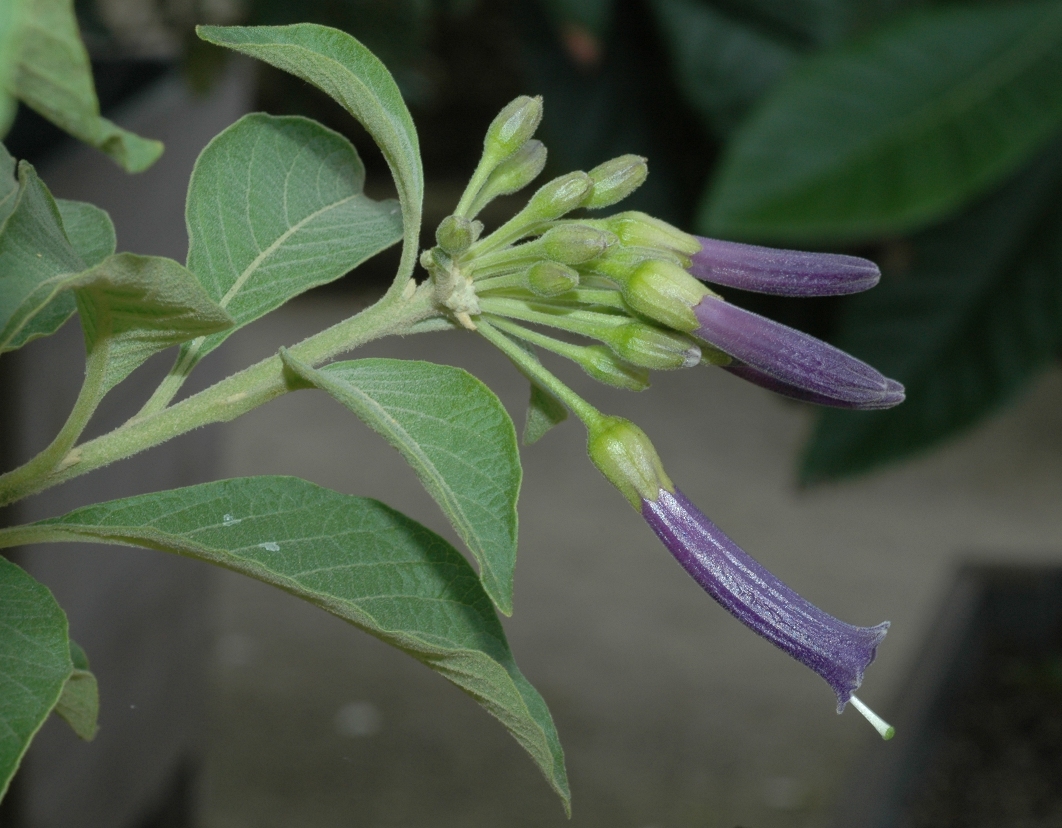 Solanaceae Iochroma cyaneum