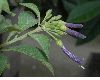 image of Iochroma cyaneum