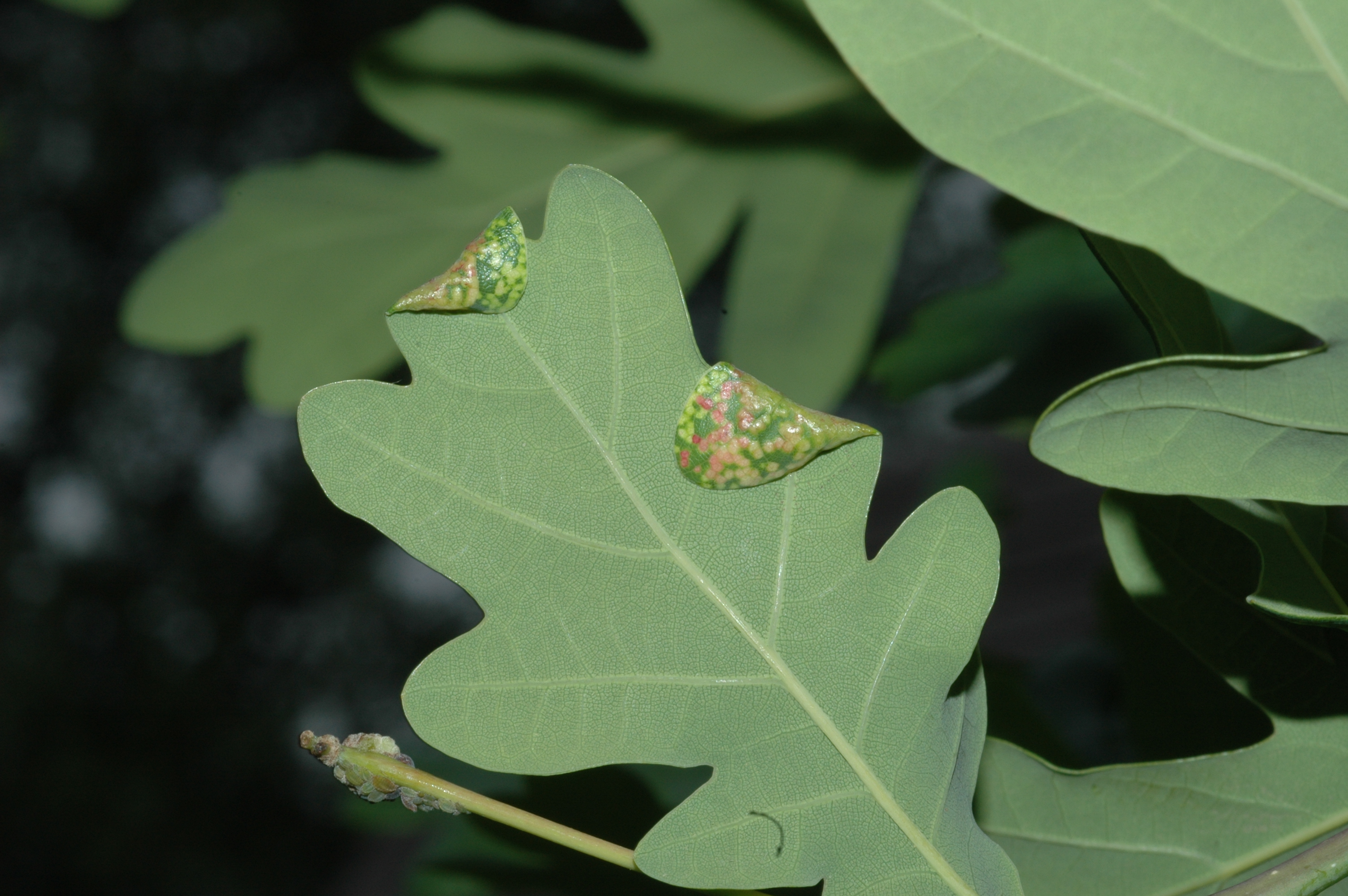 Fagaceae Quercus robur