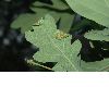 image of Quercus robur