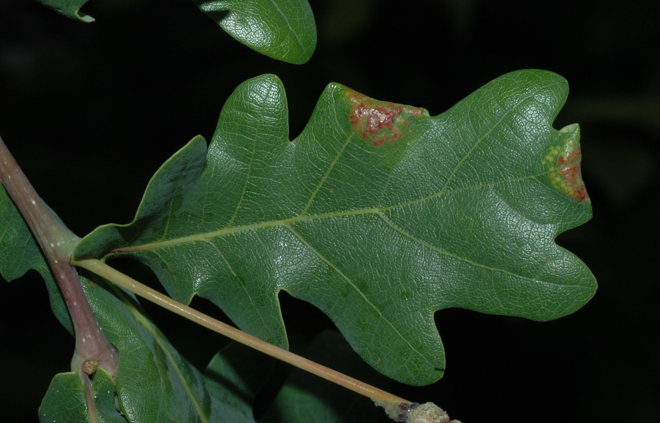 Fagaceae Quercus robur