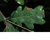 image of Quercus robur
