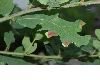 image of Quercus robur
