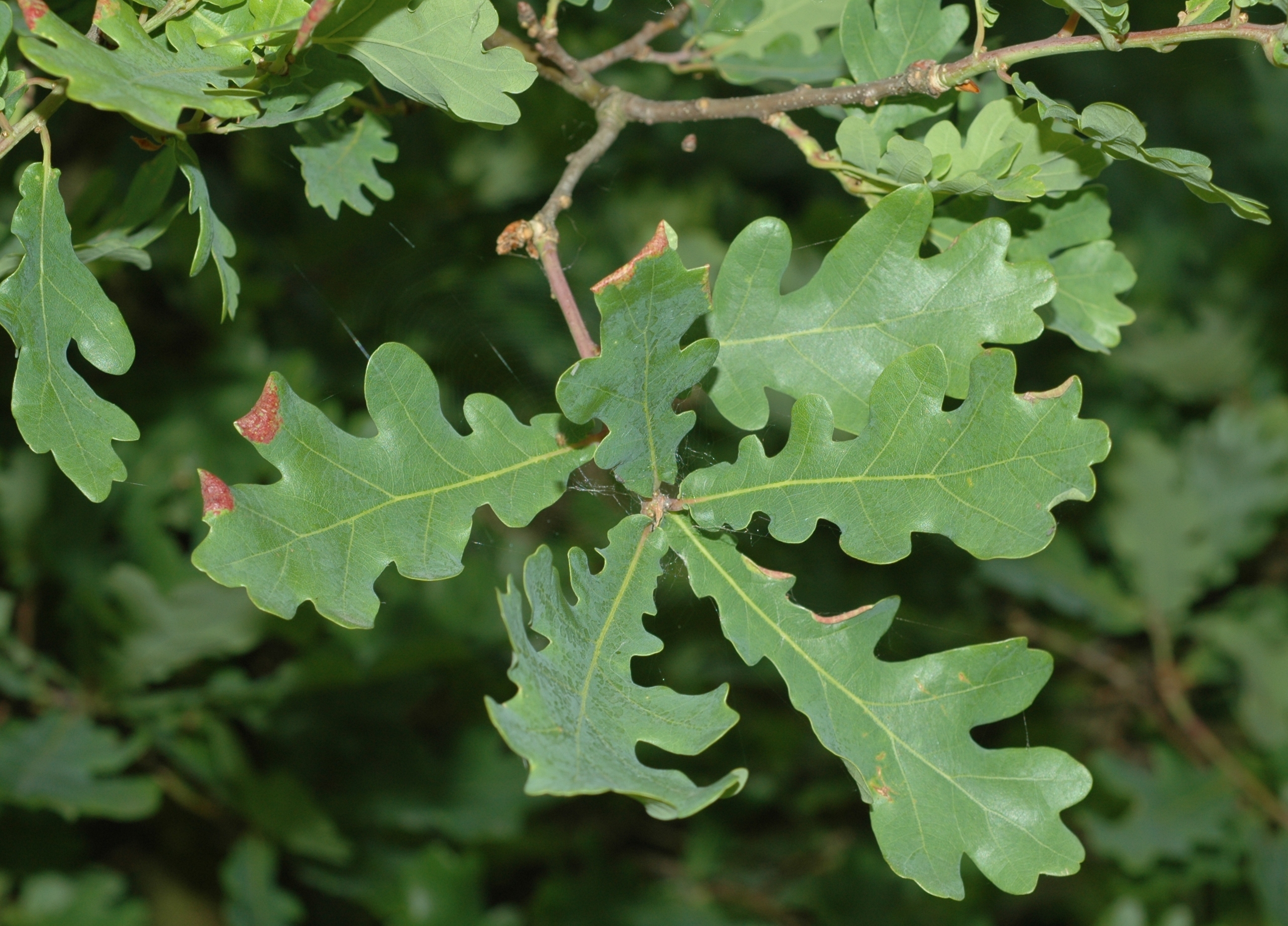 Fagaceae Quercus robur