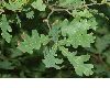 image of Quercus robur