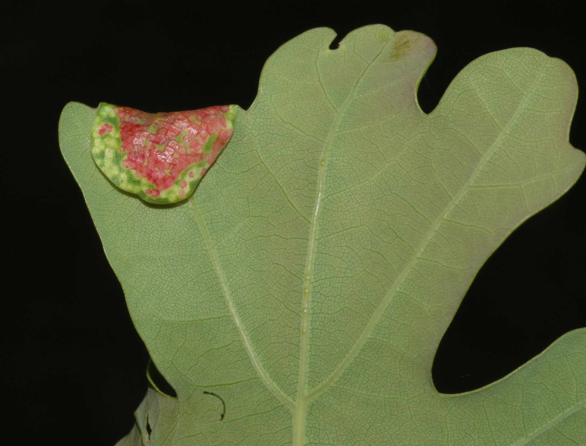 Fagaceae Quercus robur
