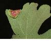image of Quercus robur