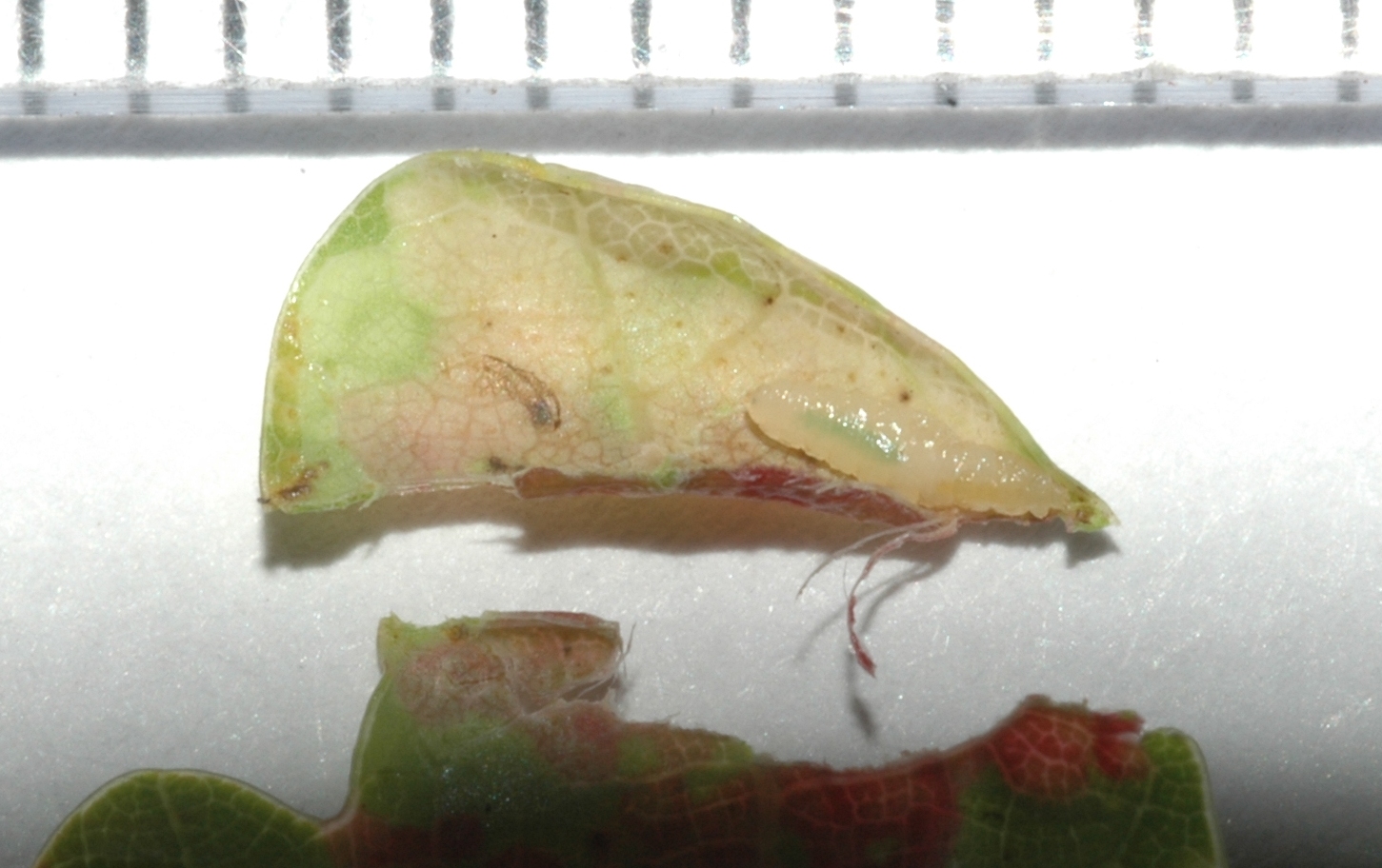 Fagaceae Quercus robur