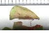 image of Quercus robur