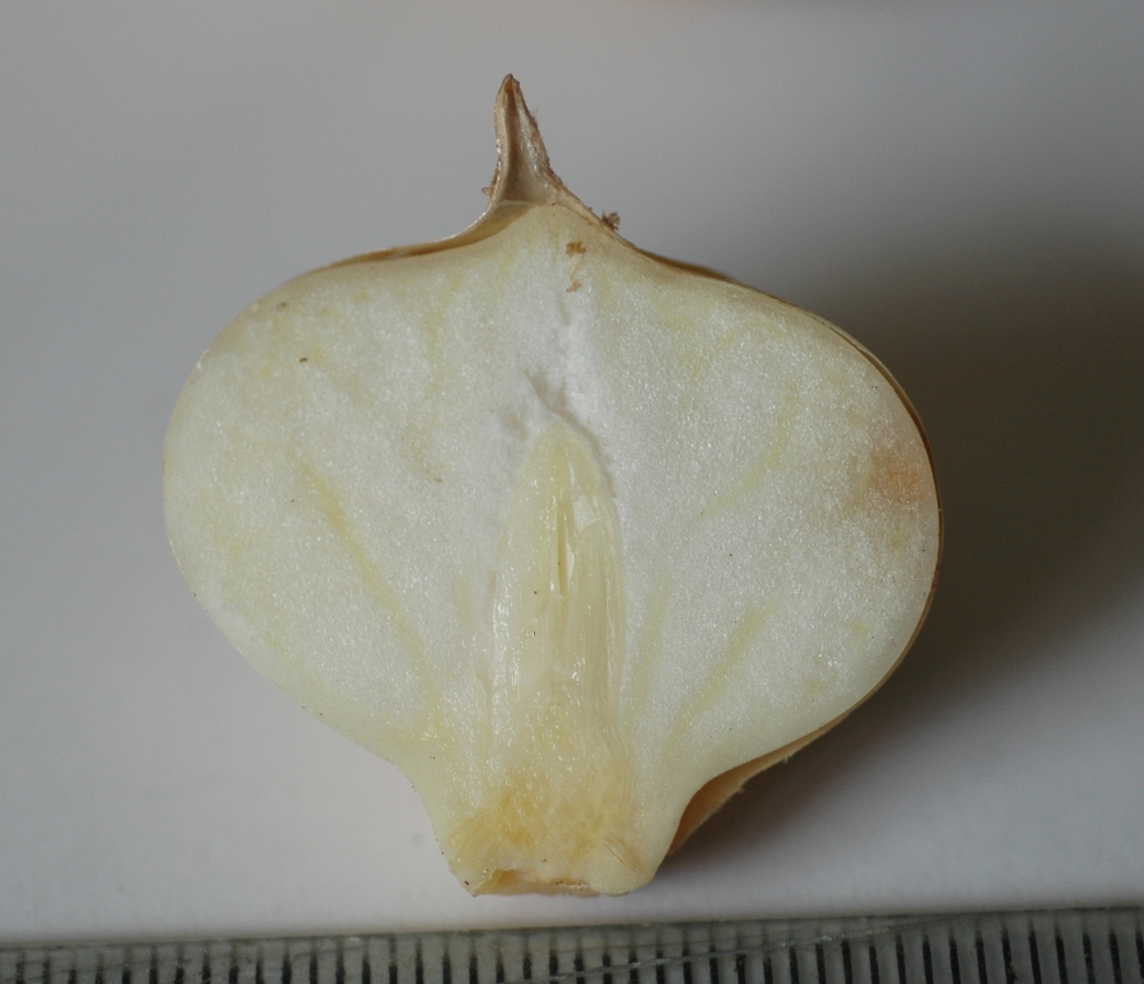Amaryllidaceae Nectaroscordum siculum