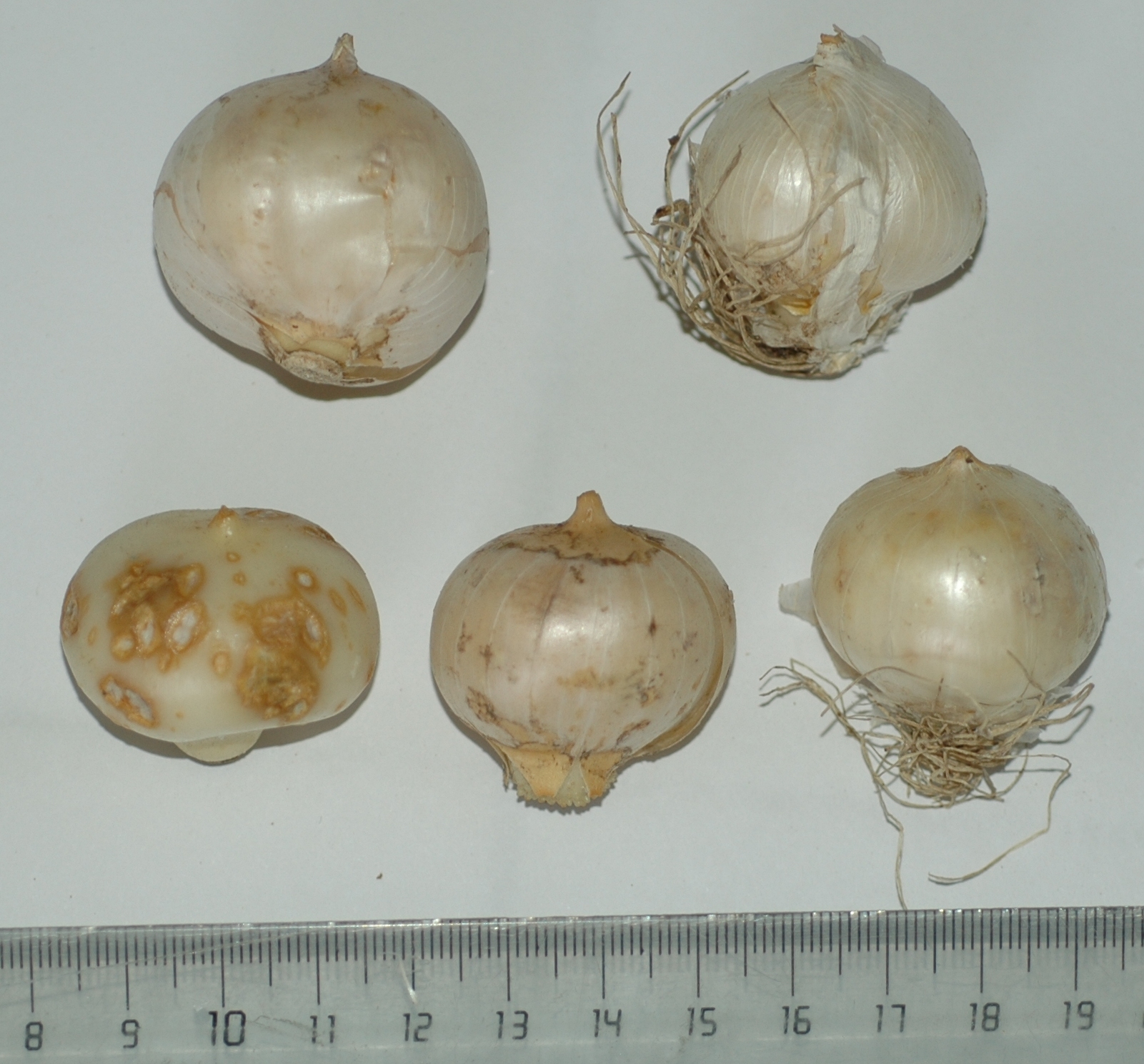Amaryllidaceae Nectaroscordum siculum