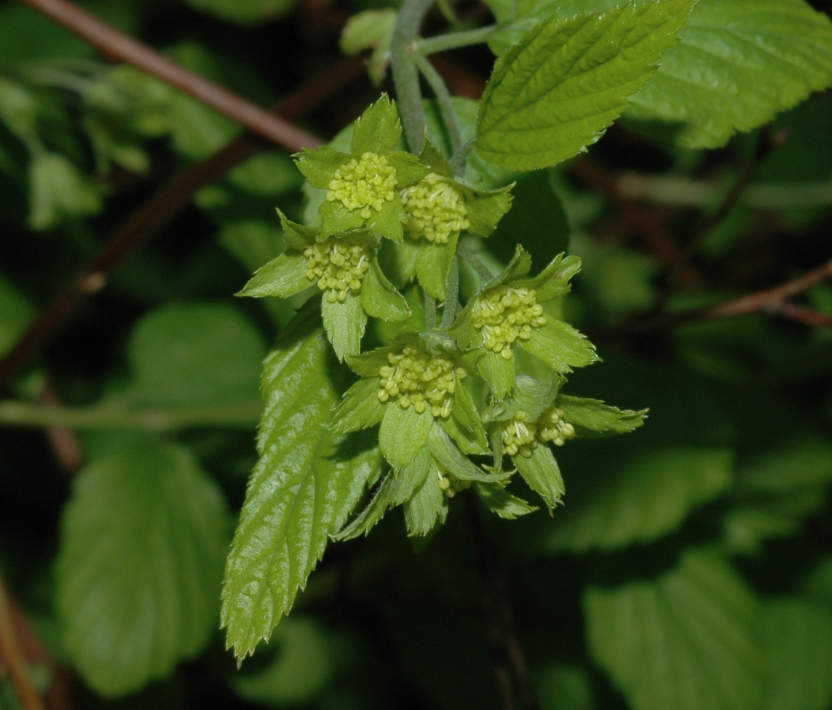 Rosaceae Neviusia alabamensis