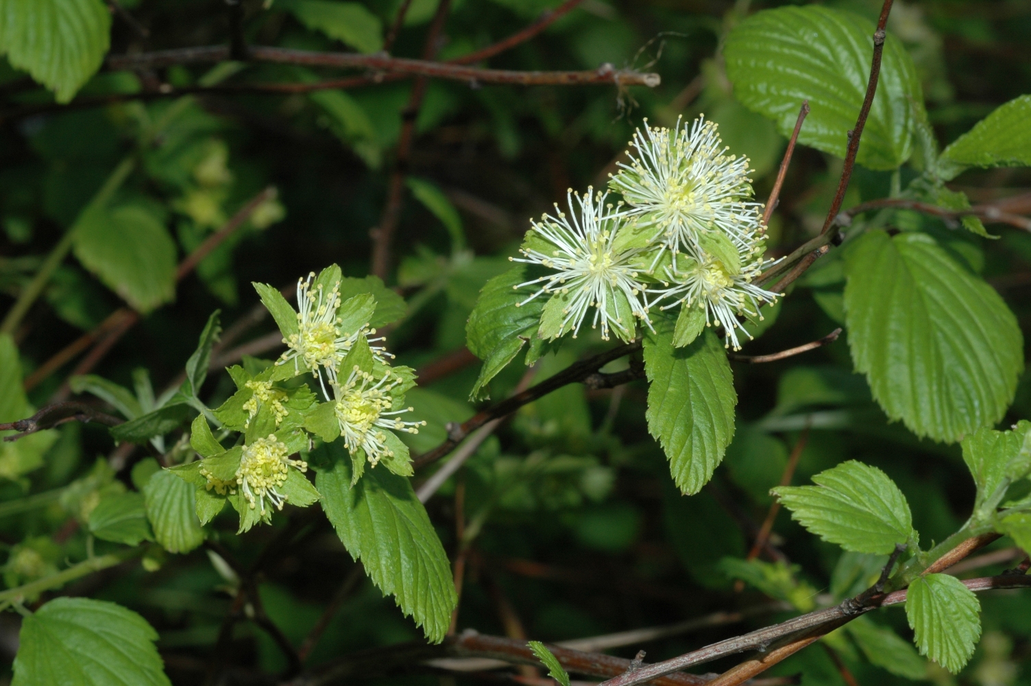 Rosaceae Neviusia alabamensis