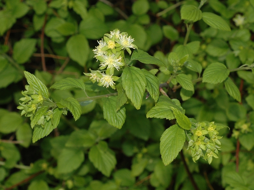 Rosaceae Neviusia alabamensis