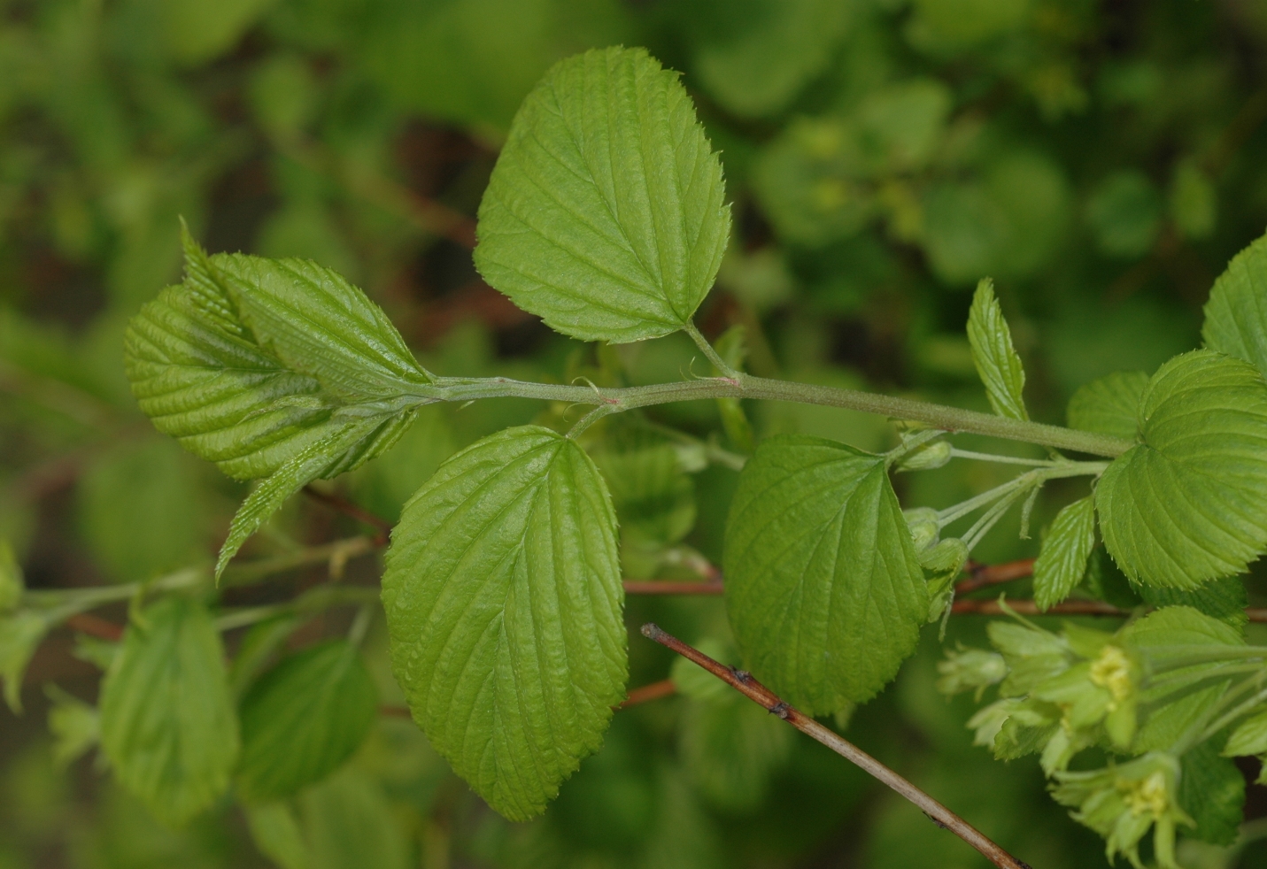 Rosaceae Neviusia alabamensis