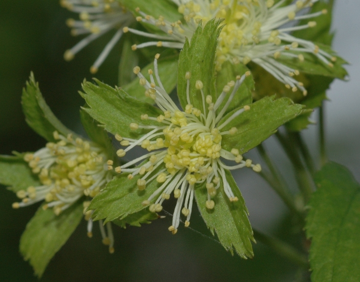 Rosaceae Neviusia alabamensis