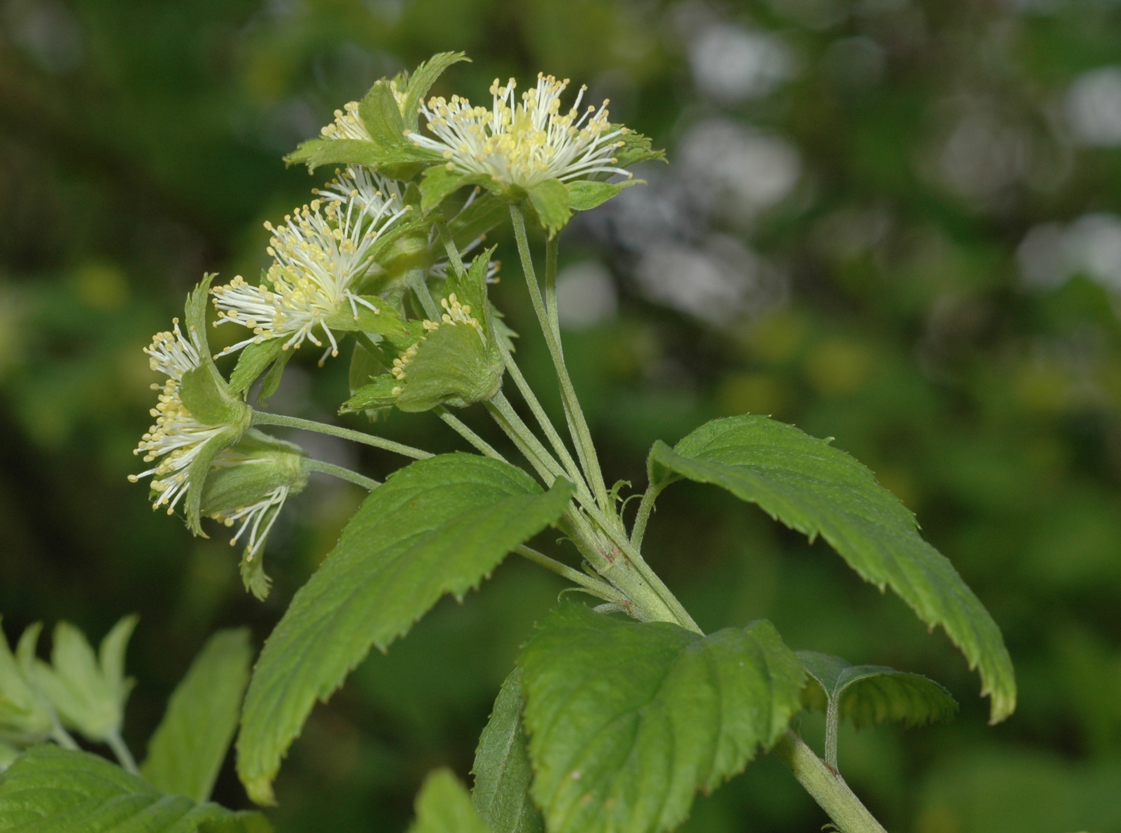 Rosaceae Neviusia alabamensis
