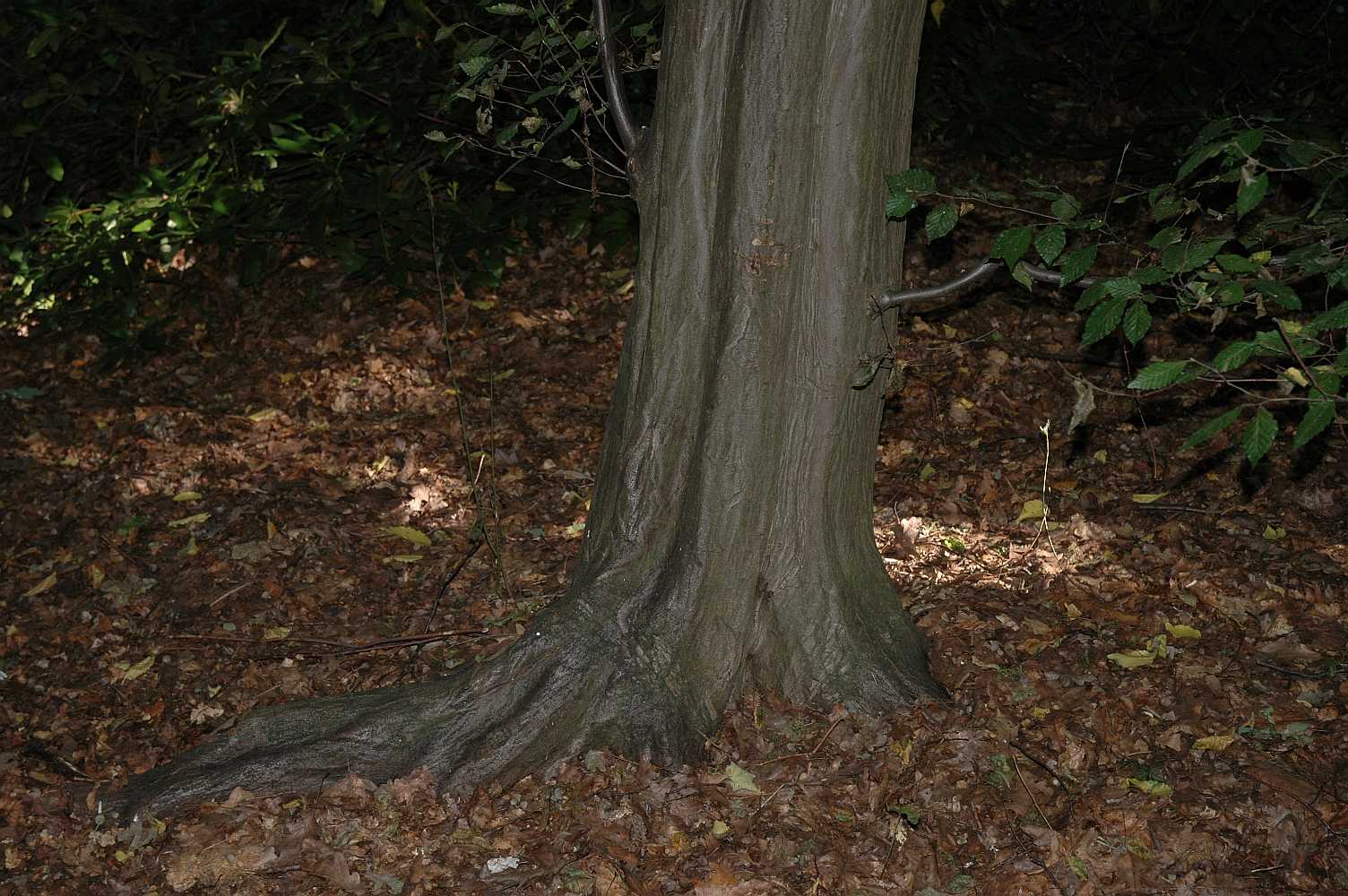 Betulaceae Carpinus betulus