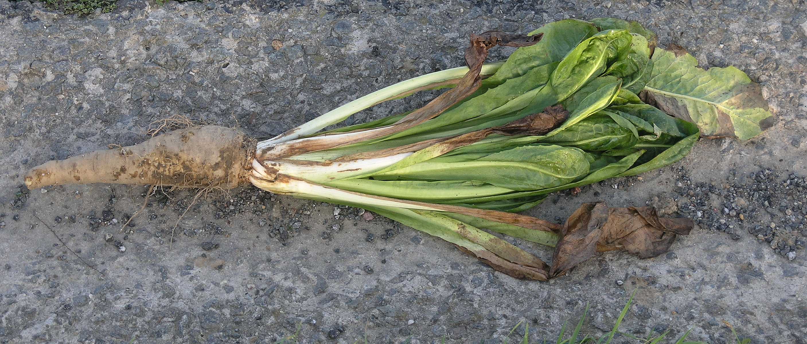 Asteraceae Cichorium intybus