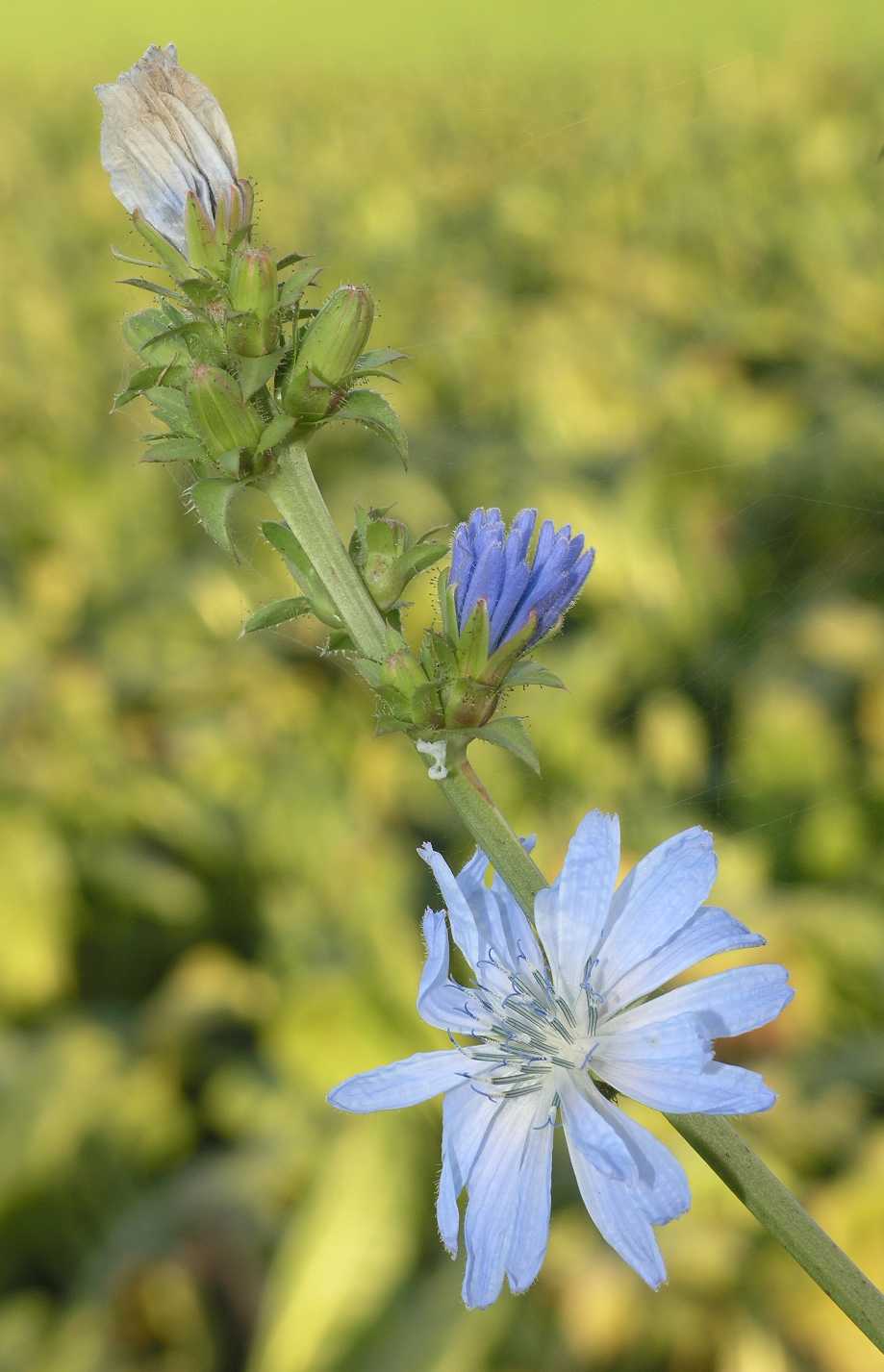 Asteraceae Cichorium intybus