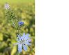 image of Cichorium intybus