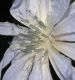 image of Cichorium intybus