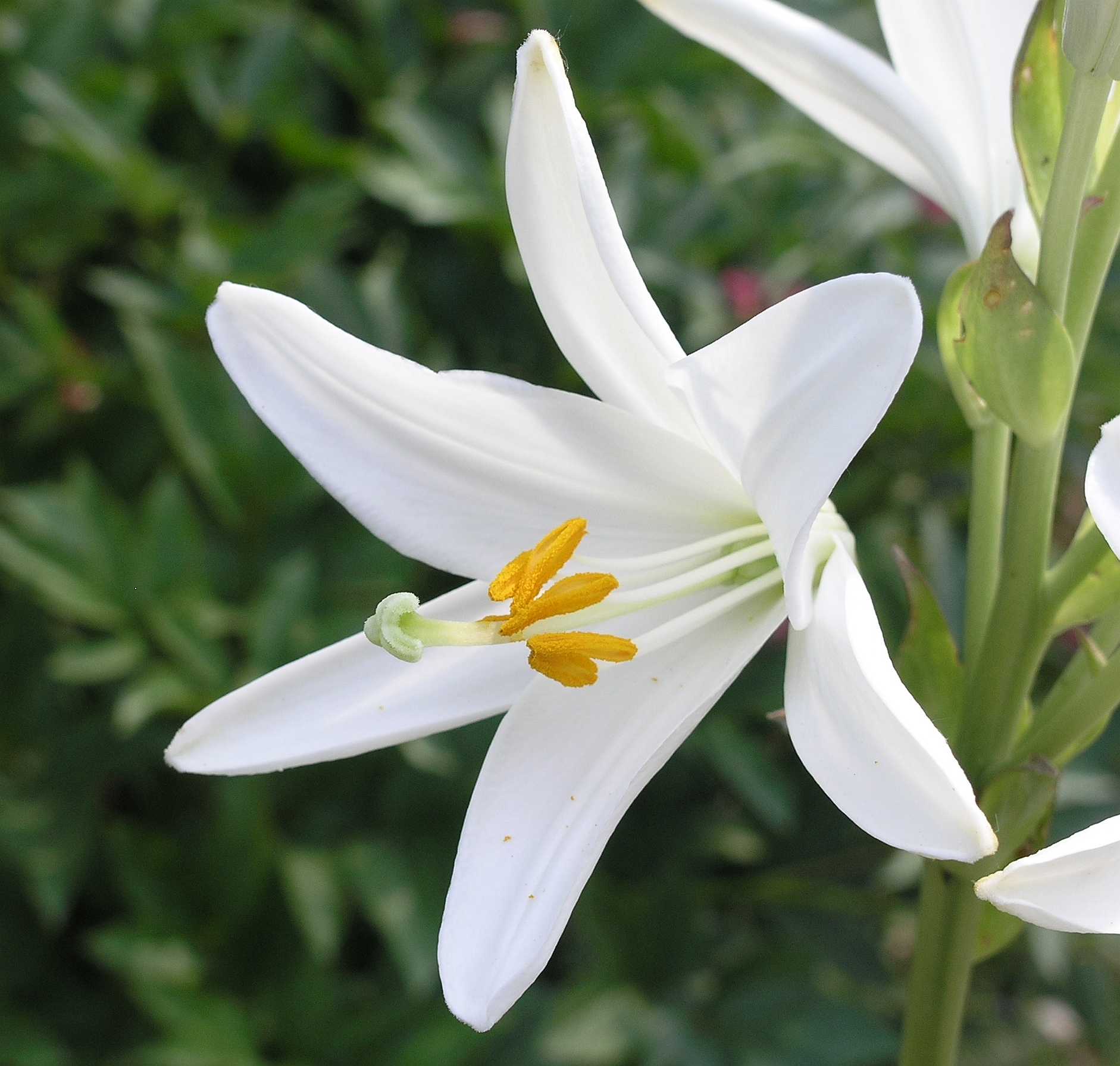 Liliaceae Lilium candidum