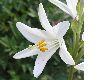 image of Lilium candidum