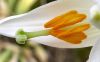 image of Lilium candidum