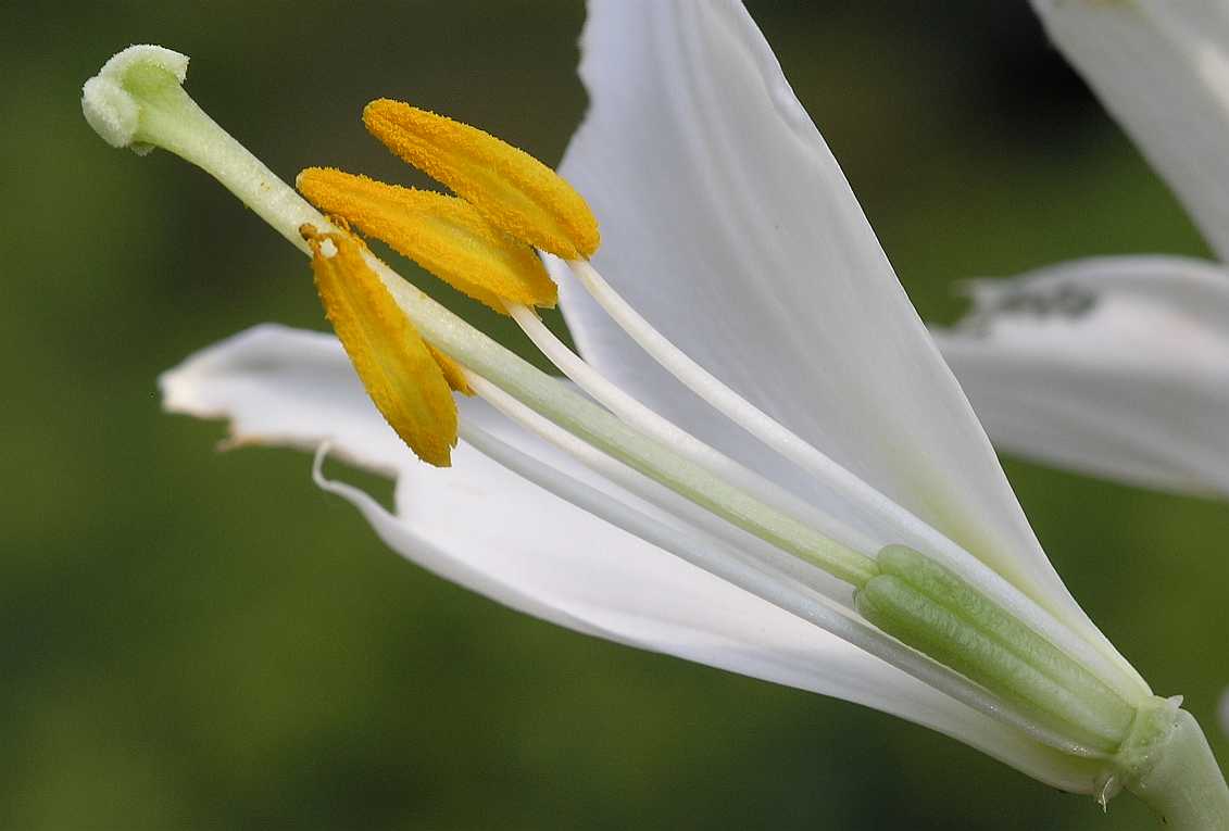 Liliaceae Lilium candidum