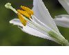 image of Lilium candidum