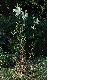 image of Lilium candidum