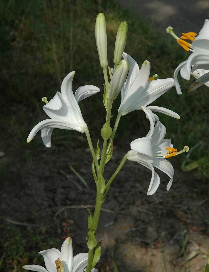 Liliaceae Lilium candidum