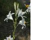 image of Lilium candidum