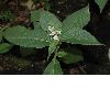 image of Aconogonum campanulatum