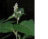 image of Aconogonum campanulatum