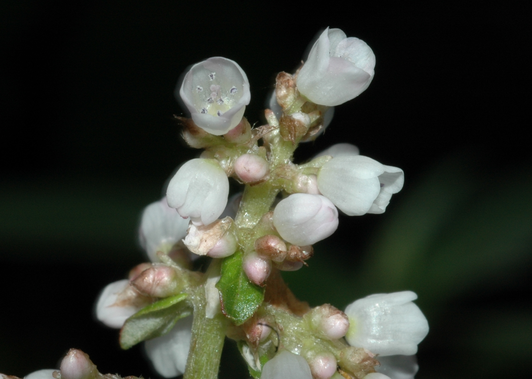 Polygonaceae Aconogonum campanulatum