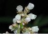 image of Aconogonum campanulatum