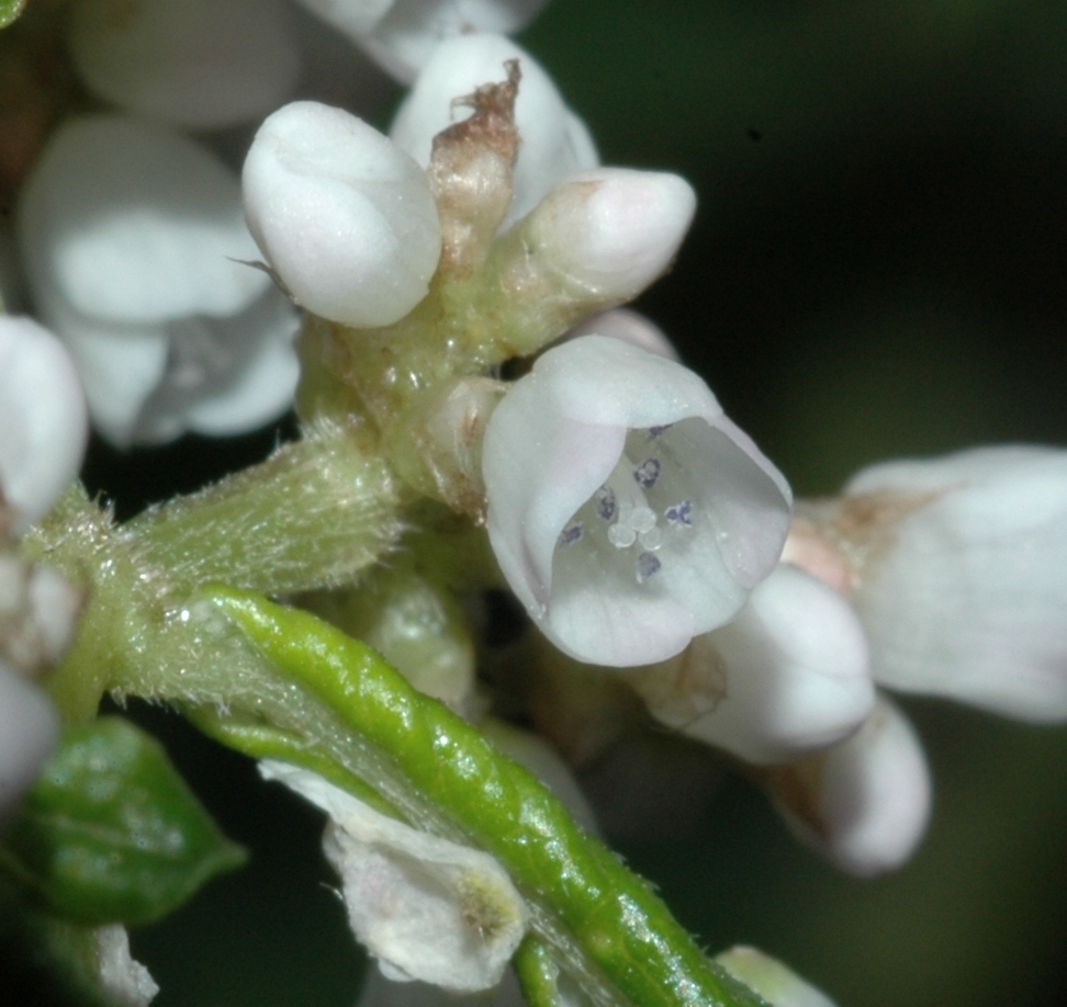 Polygonaceae Aconogonum campanulatum