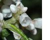 image of Aconogonum campanulatum