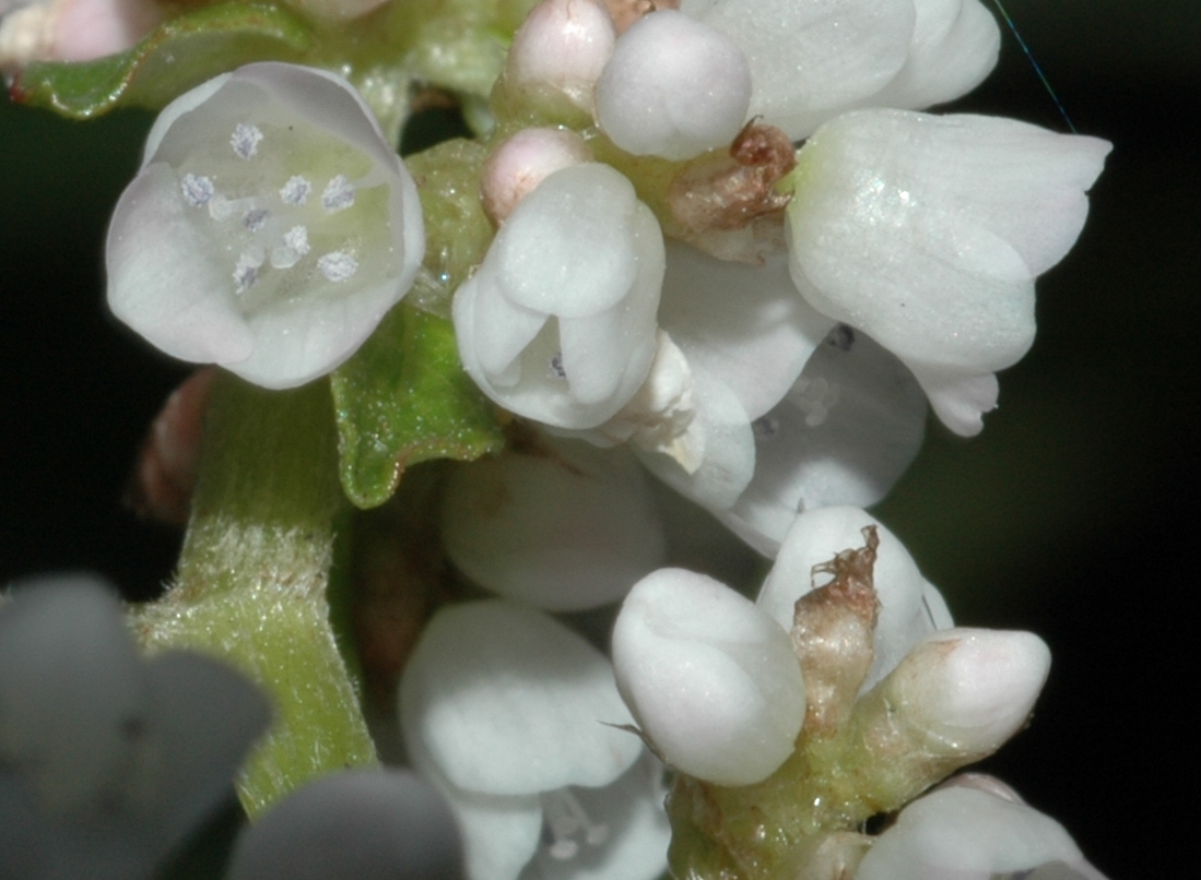 Polygonaceae Aconogonum campanulatum
