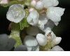 image of Aconogonum campanulatum