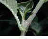 image of Aconogonum campanulatum