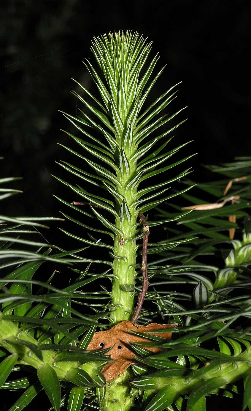 Cupressaceae Cunninghamia lanceolata