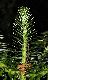 image of Cunninghamia lanceolata